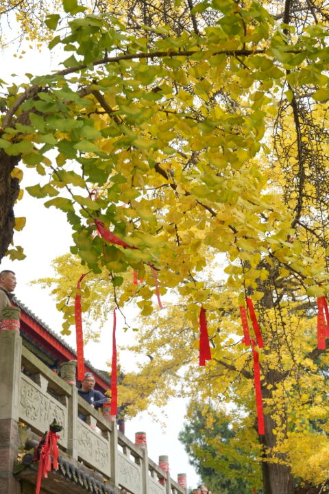 【美丽四川】一年一度朋友圈银杏比美时刻又来了！