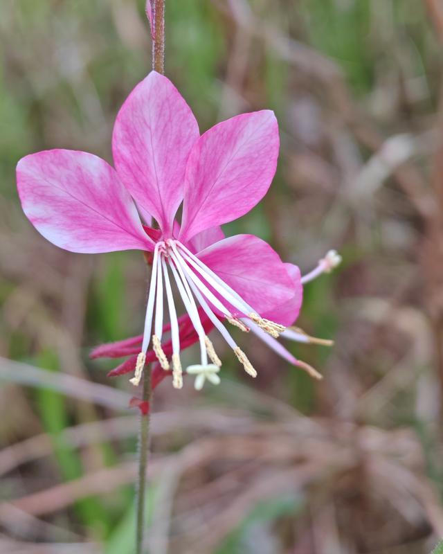 繁花似锦的秋天