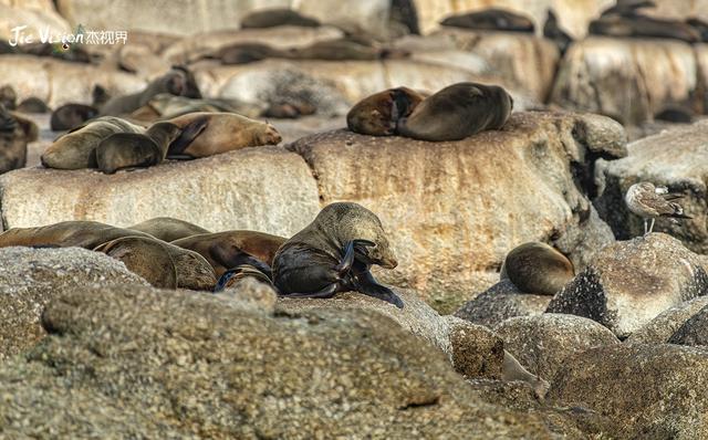 血泪教训！25分钟航程让我湿透，开普敦海豹岛游览必看避坑指南