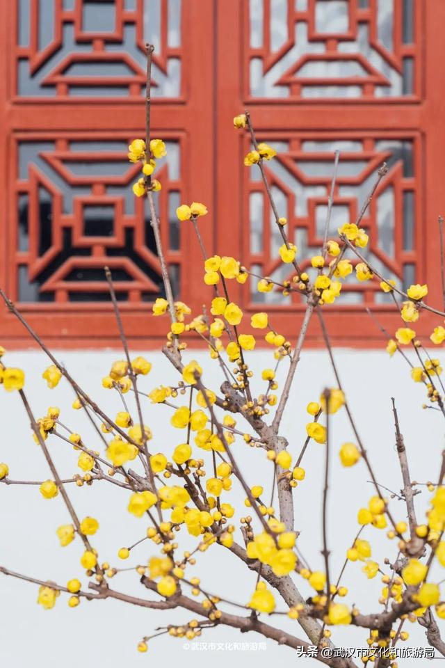 万株兰花盛放，2026赏花季，来了！