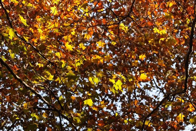 梧桐为笺，车流作墨——北京路写下一封贵阳版的“冬日情书”