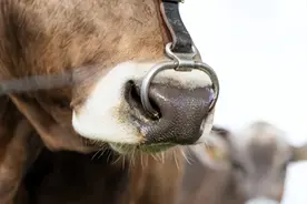 牛都戴上鼻环，原来是这个原因图片