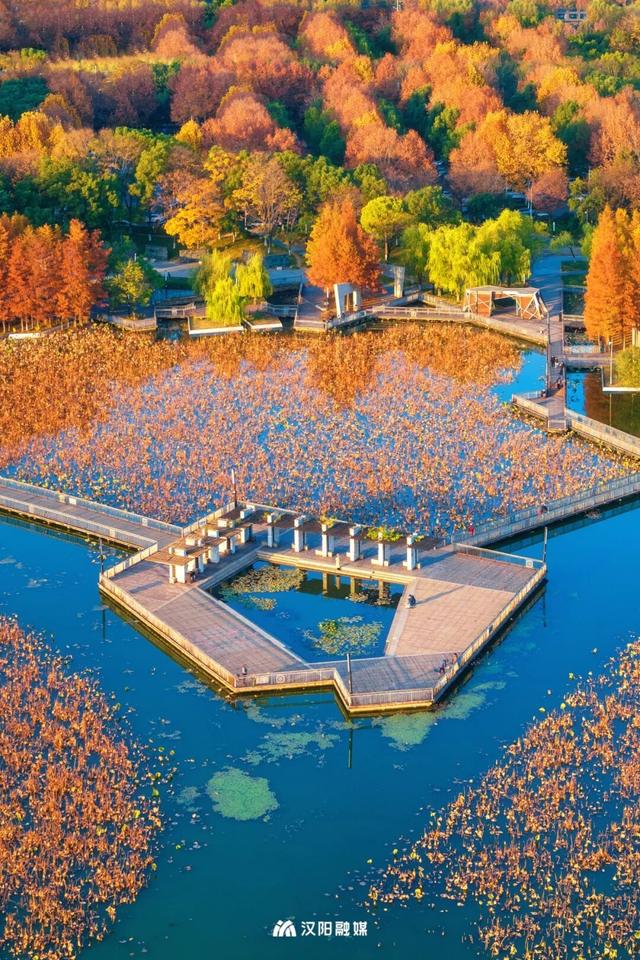 武汉城中心的彩叶秘境，在汉阳藏不住了！