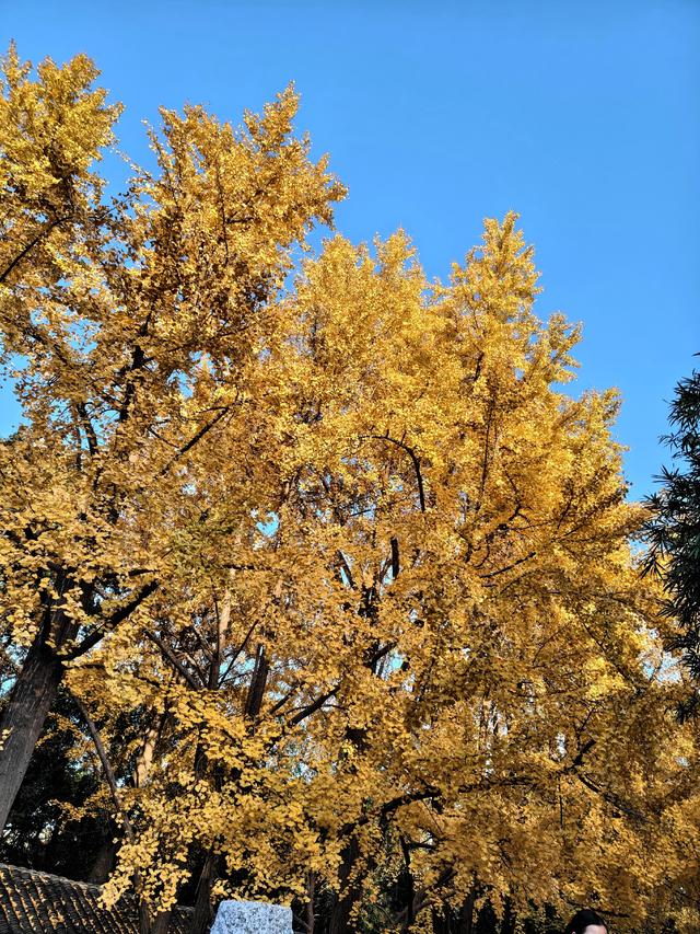 银杏的金色絮语