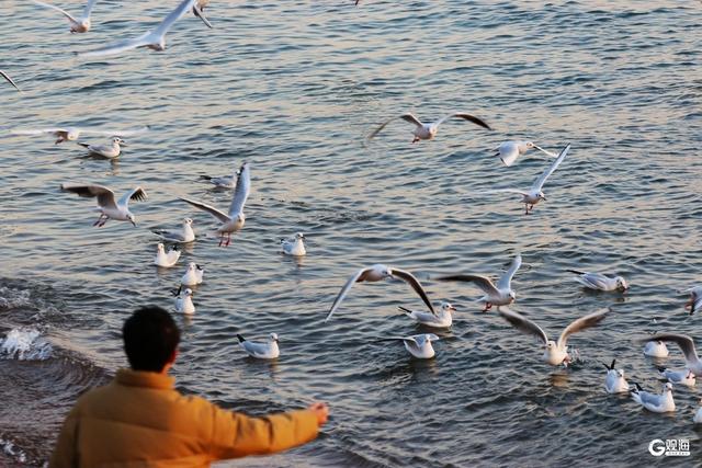 青岛栈桥游人与海鸥同乐 映照冬日最美风光