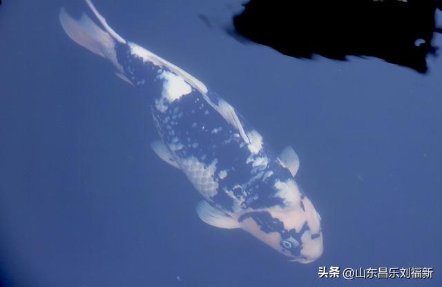昌盛花园二期西区的冬景(下)