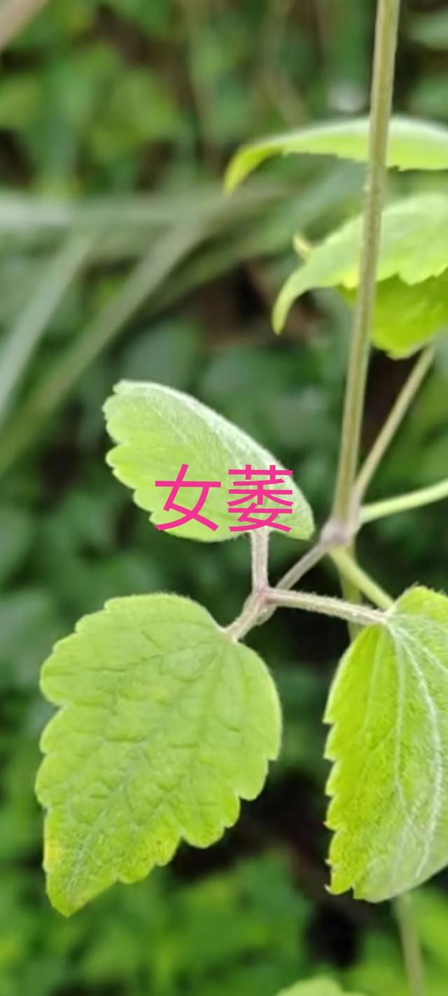 1. 女萎之谜