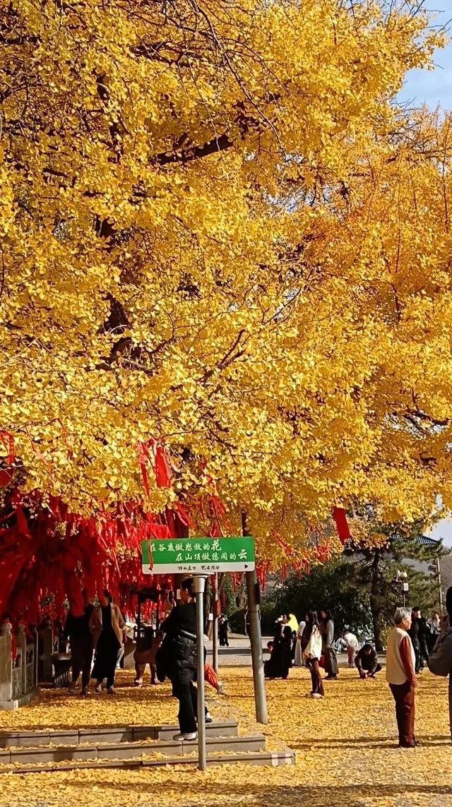 潍坊美景“告急”！这些地方错过等一年！