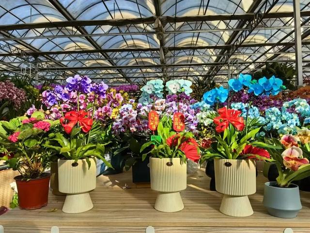 丰台这7家宝藏花卉市场，承包你冬日的盎然“生机”