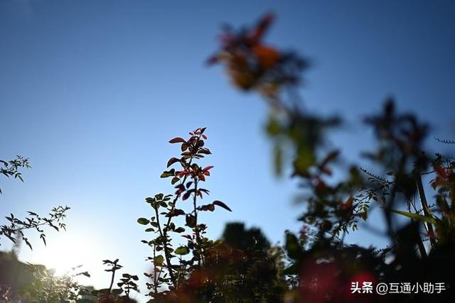 轻松尽享柔和虚化佳作!尼康「NIKKOR Z 35mm f/1.4」评测