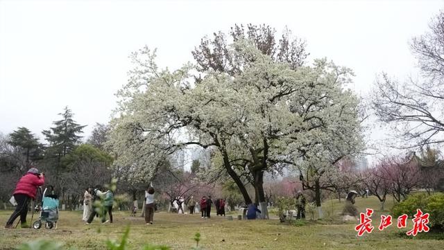 市民争相“合影”！这株15米高的梨花树，雨后更显娇艳
