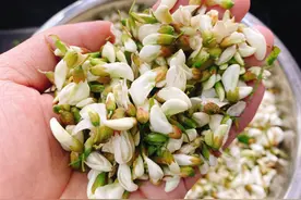 买了2斤槐花吃不完，商家教我保存方法，一年不坏，到冬天还能吃图片