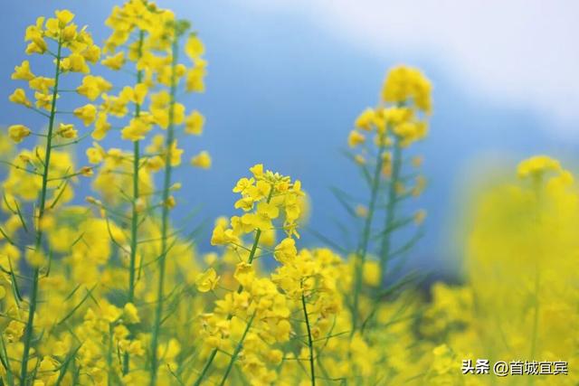 美如画！宜宾一地900亩油菜花开了