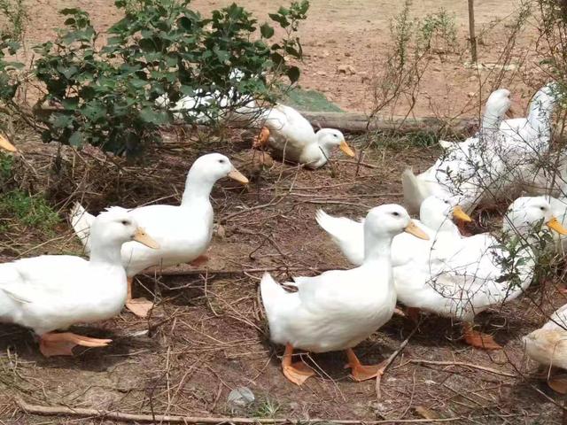 活鸭120元，做成烤鸭25元！利润还有36%，得知原因后：敢放心吃了