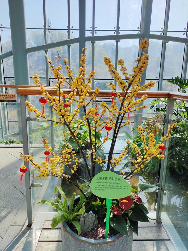 快来打卡！惠州植物园展出200盆冬青