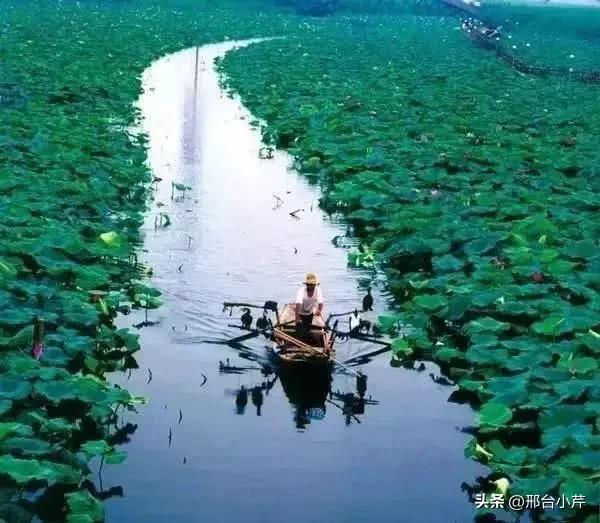 白洋淀后悔了，开始整治，其他文旅城市需要重视，及早预防才好