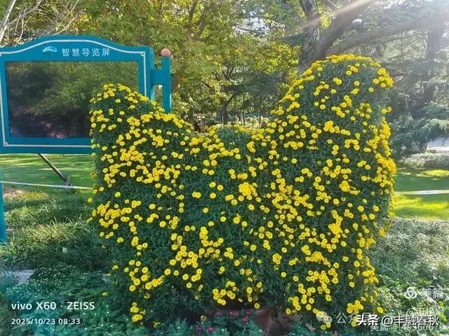 菊绽秋阳里,暗香绕中山|申艳娟