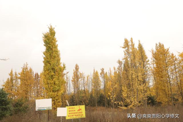 最是银杏橙黄时 修文县上百亩银杏林迎来最佳观赏期