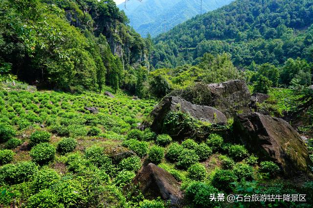 牯牛降的夏天