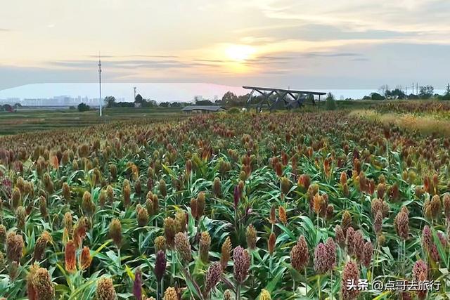 周末快冲！成都附近最大高粱梯田，红色浪漫超级壮观，公交车直达