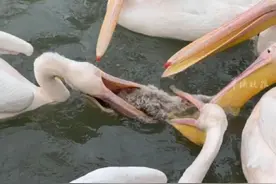 一群鹈鹕围攻捕食天鹅幼崽，岸上天鹅焦急鸣叫！动物园回应：将加强巡视图片