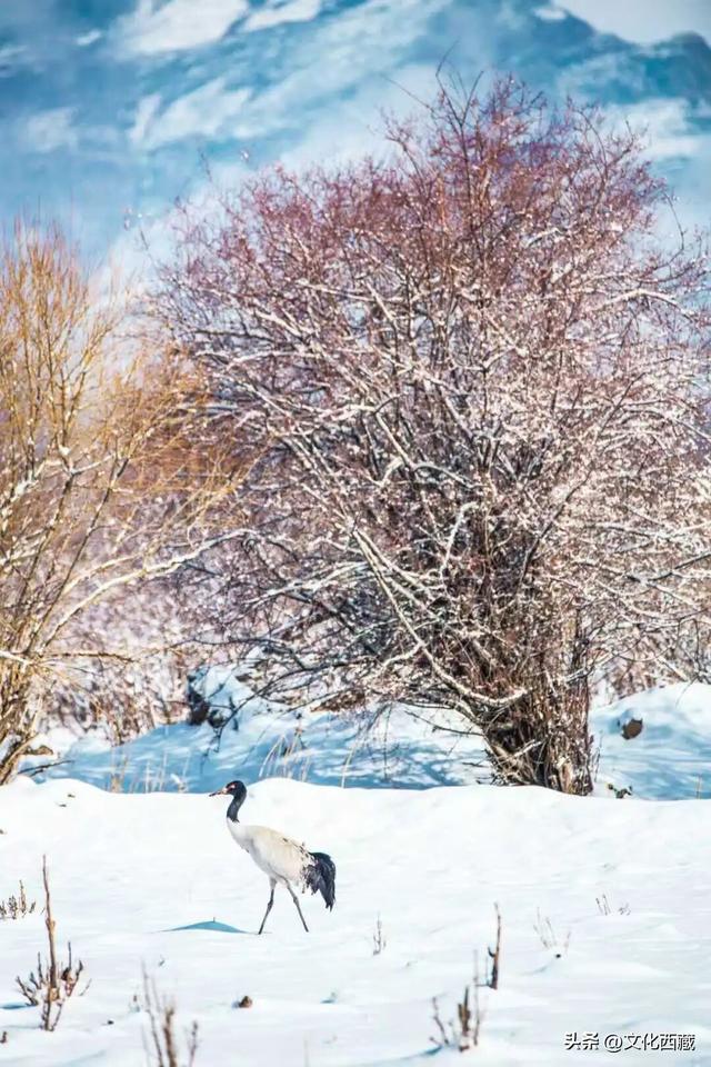 可惜你不知道下雪后的西藏究竟有多美?