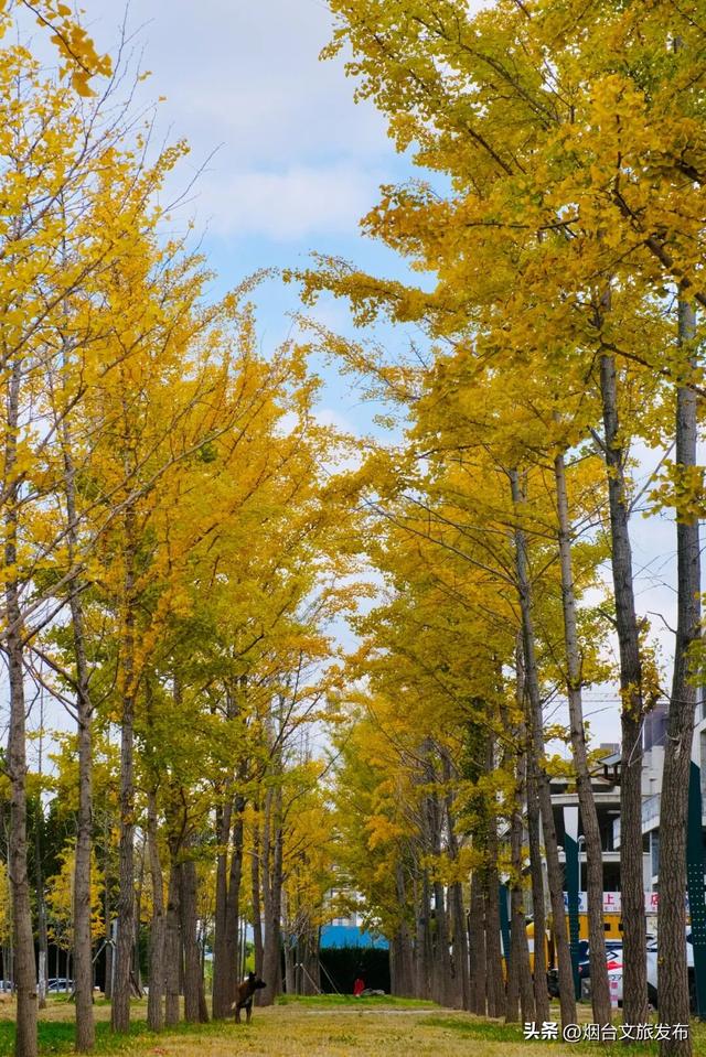 【乐游烟台】周末好去处丨热搜预定！烟台的秋天太上镜了！