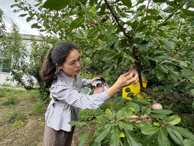 雕版故里·与“李”同乐!连城四堡第八届芙蓉李采摘节甜蜜启幕