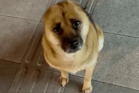 男子用热水烫死被捆绑的小狗后吃掉，知情人：接受不了，希望道歉图片