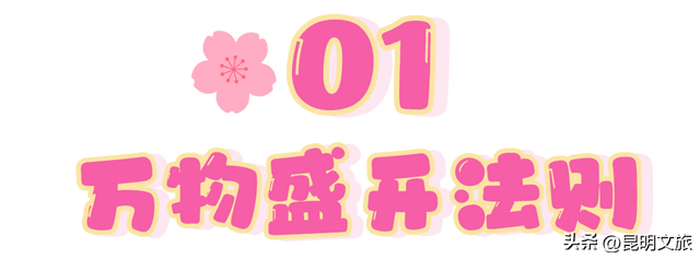 满屏治愈！这个冬日，你一定要去趟斗南花市，邂逅一场流动的彩色盛宴~
