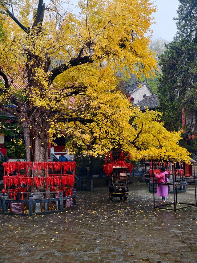 秋雨访皇藏峪，瑞云寺前问禅心
