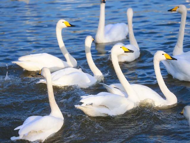 一湖初冬色，半城清欢美——三门峡苍龙湖的冬日盛景