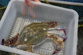 65元/斤，第一批鲜回来了！早上9点不到全卖空！杭州老板：不急再等半个月图片