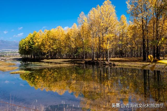 【秋日青海】别错过,夏末初秋,青海正在“换装”中!