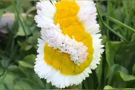罕见，33朵花儿，发生了惊人的变异，活成了另一个样子图片