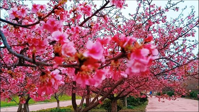 郑州公交两条文旅巴士同时上线 免费带你一站式寻梅赏樱