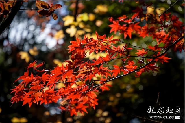 冬日里的红枫恋