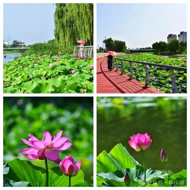 阜阳私藏!8.4公里生态画廊藏着四季美景,传说故事更动人