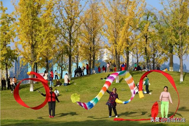 错过等明年！宜宾今年宝藏银杏打卡地合集在这里