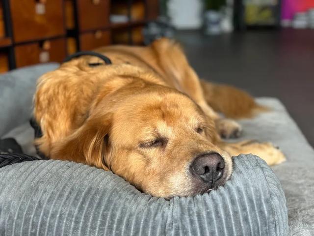 iPhone 15ȫϵ��Ȳ����������ֵ��ֵ�ã�