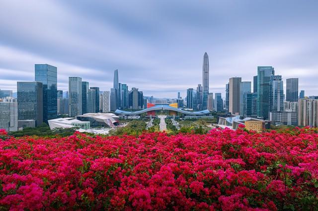 【深圳人私藏的“桃花源”被我曝光了】莲花山公园遛娃赏花全攻略