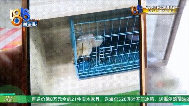 怎么又是这？她还拿出视频，里面“一动不动”，停了几只苍蝇....