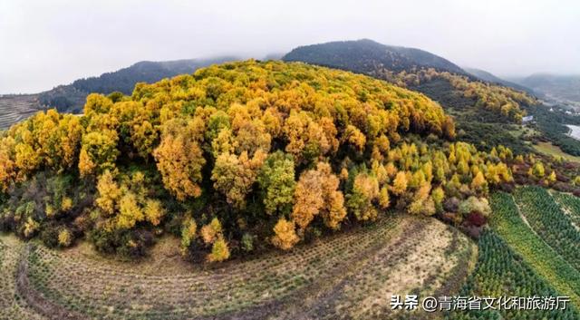 西宁,把秋天藏进了这些地方...
