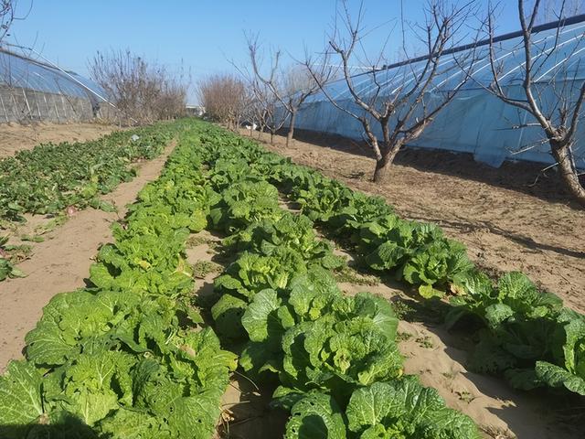 郑州公交“采摘号”路线焕新 解锁“南果北种+萌宠互动”新体验