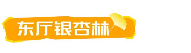 山东:时至初冬,银杏正当时