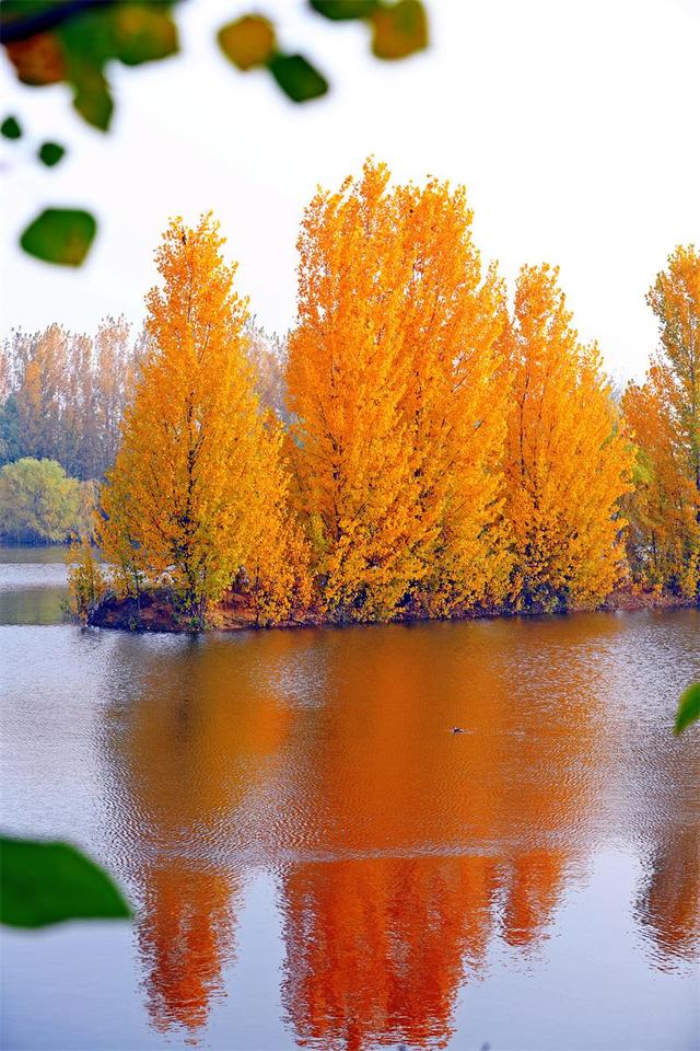 岱岳区夏张镇东城水库：色彩斑斓 秋景如画