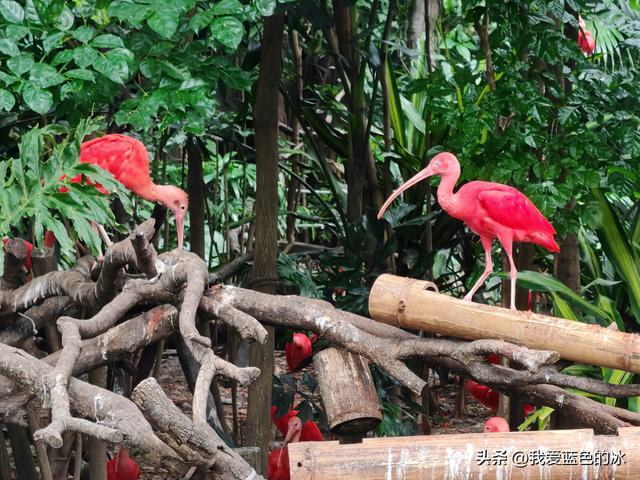 参观广州长隆野生动物园，全程感觉眼累手累腿不累