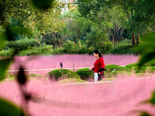 来啊！抓住粉黛小尾巴，错过再等一年！