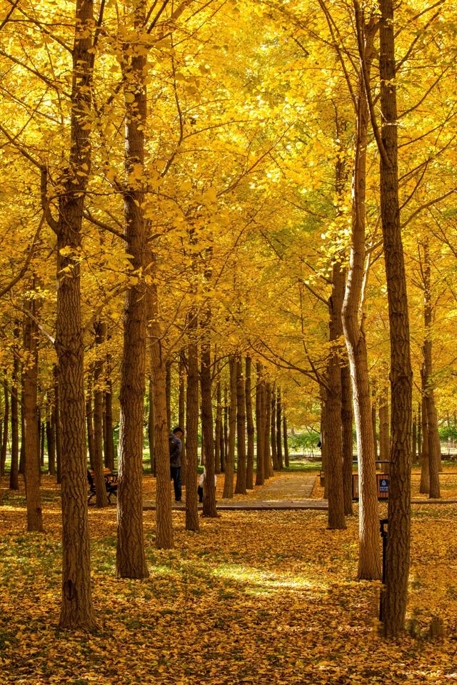 北京小众银杏林，郊外静谧的金色海洋，朝阳平房公园