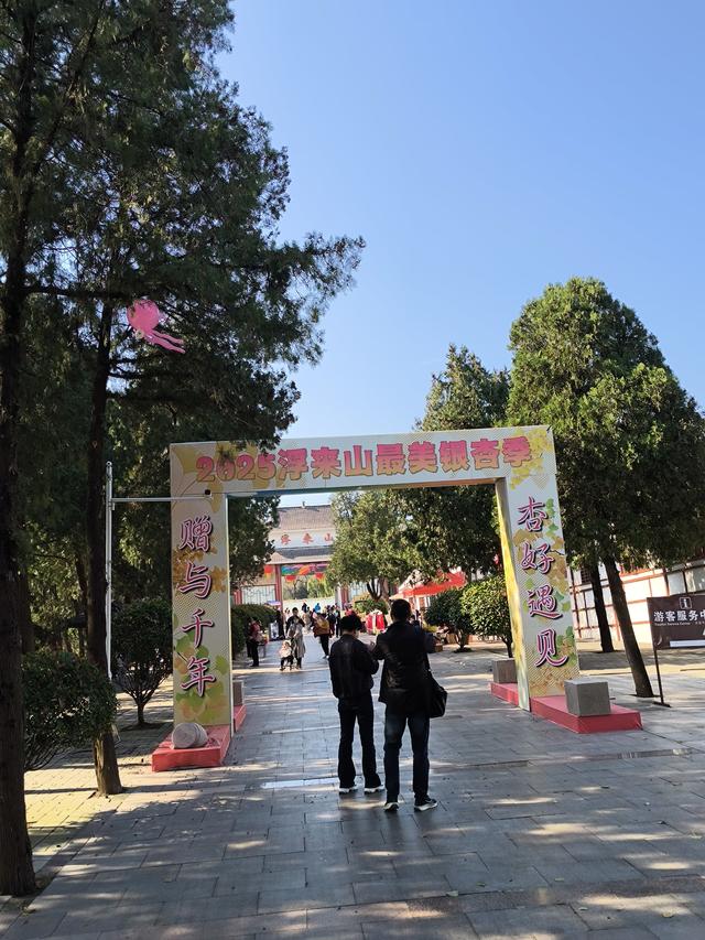 天下银杏第一树就在日照浮来山，4000年古树参天，秋天美成了画！